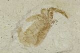 Partial Fossil Pea Crab (Pinnixa) From California - Miocene #128087-1